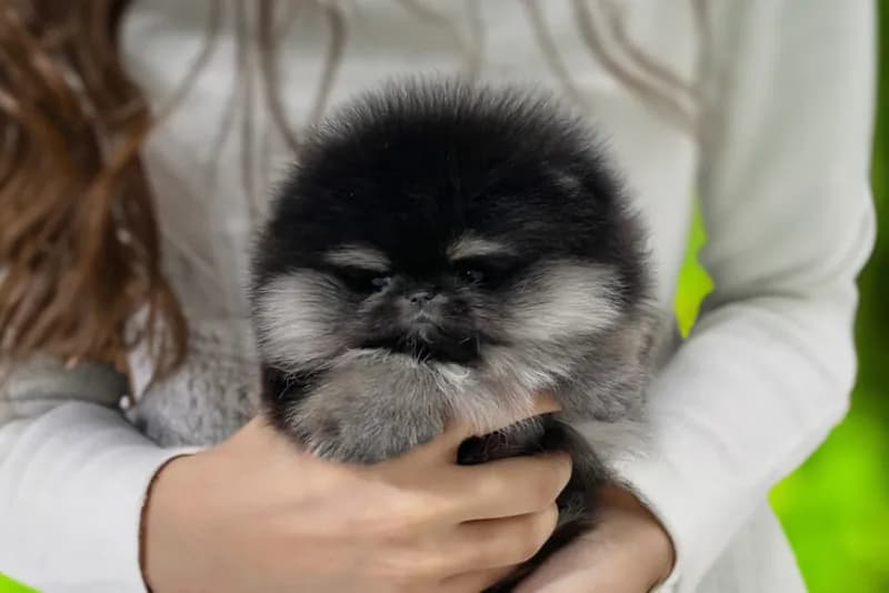 Bailey