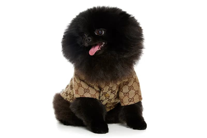 Hachi