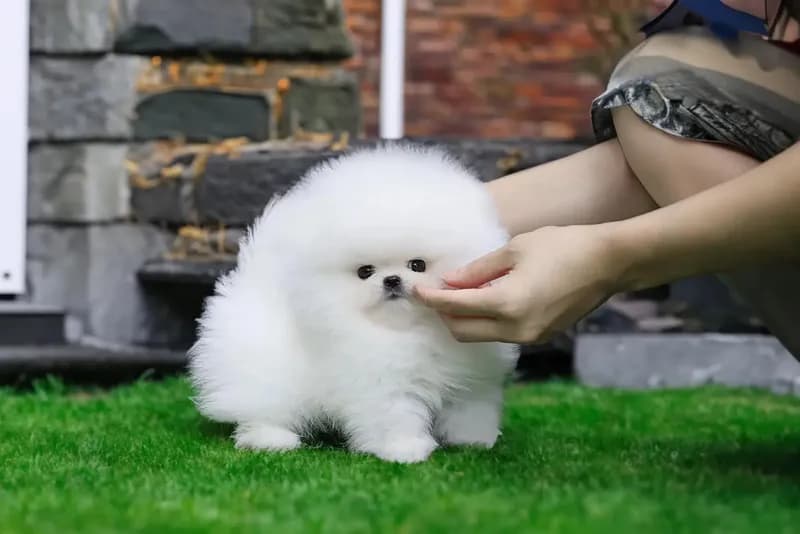 Lulu