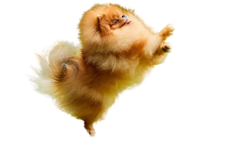 Paco