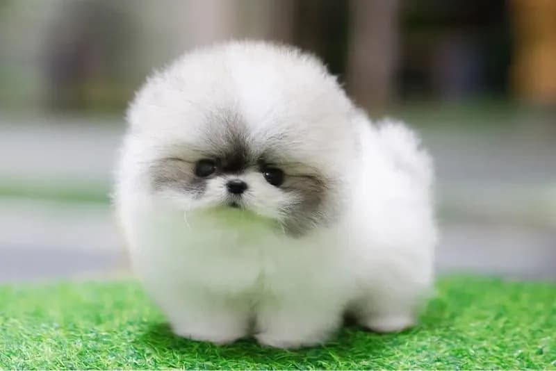 Peanut