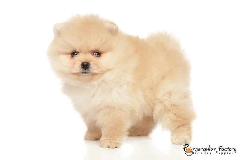 Sparky