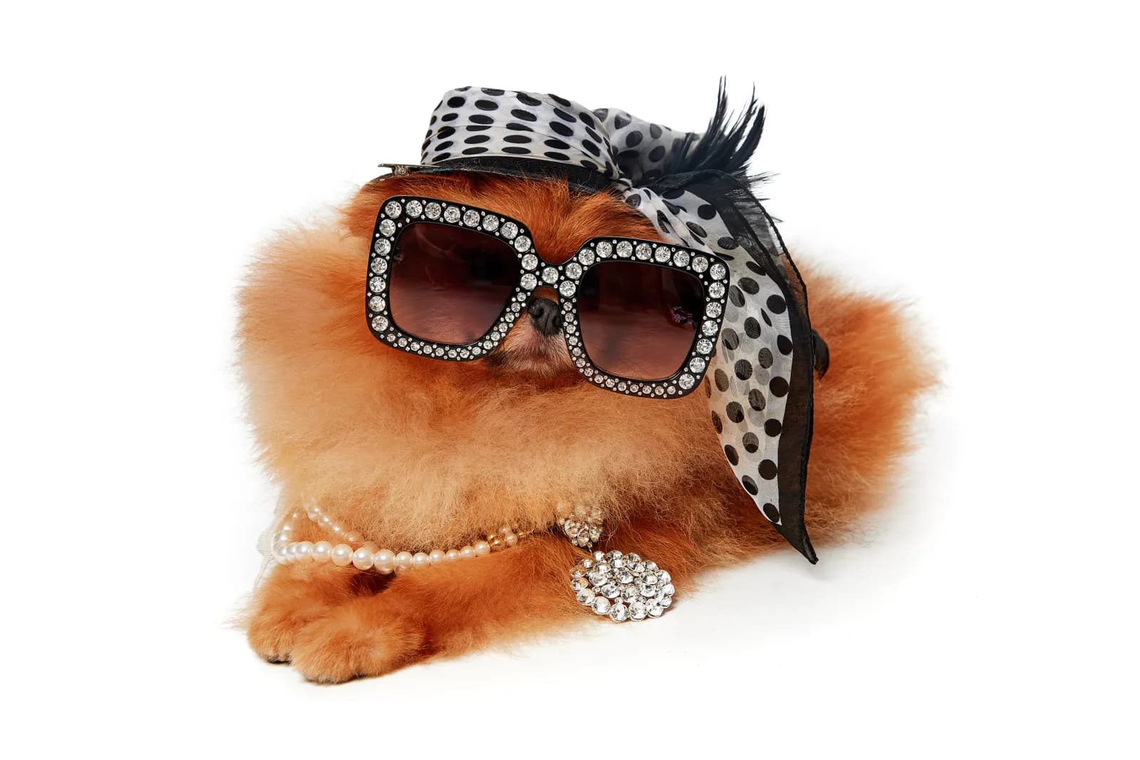 Pedigree Toy Pomeranian puppies, raised with love
