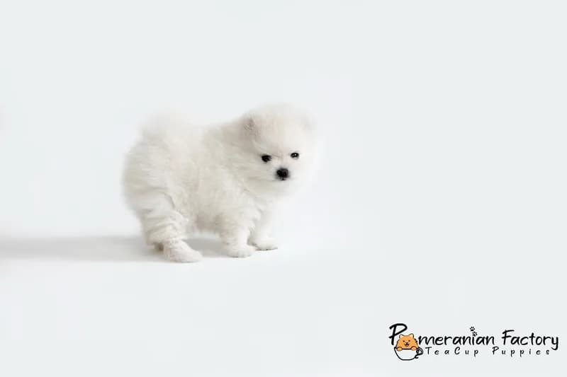 Tiny