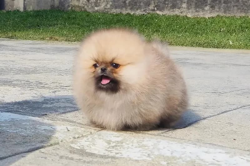 Ziggy