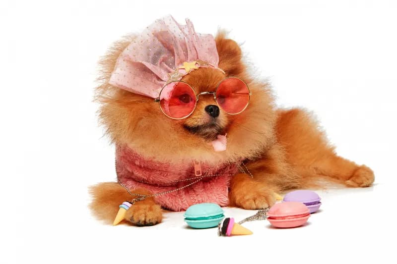 5 reasons why it's worth buying a purebred Pomeranian