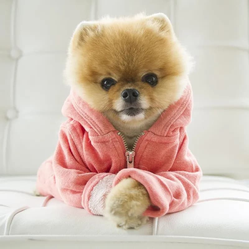 Are Pomeranian Teddy Bears a real breed?