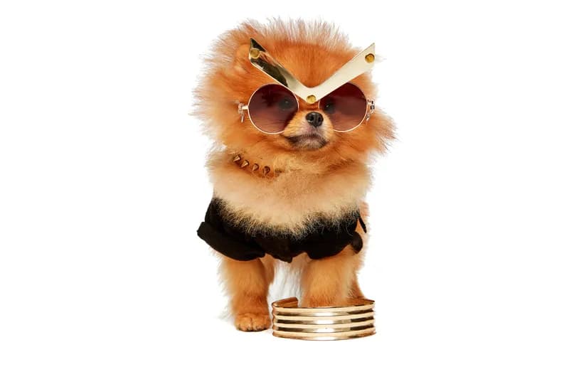 Pomeranian For Sale - How to Avoid Scammers
